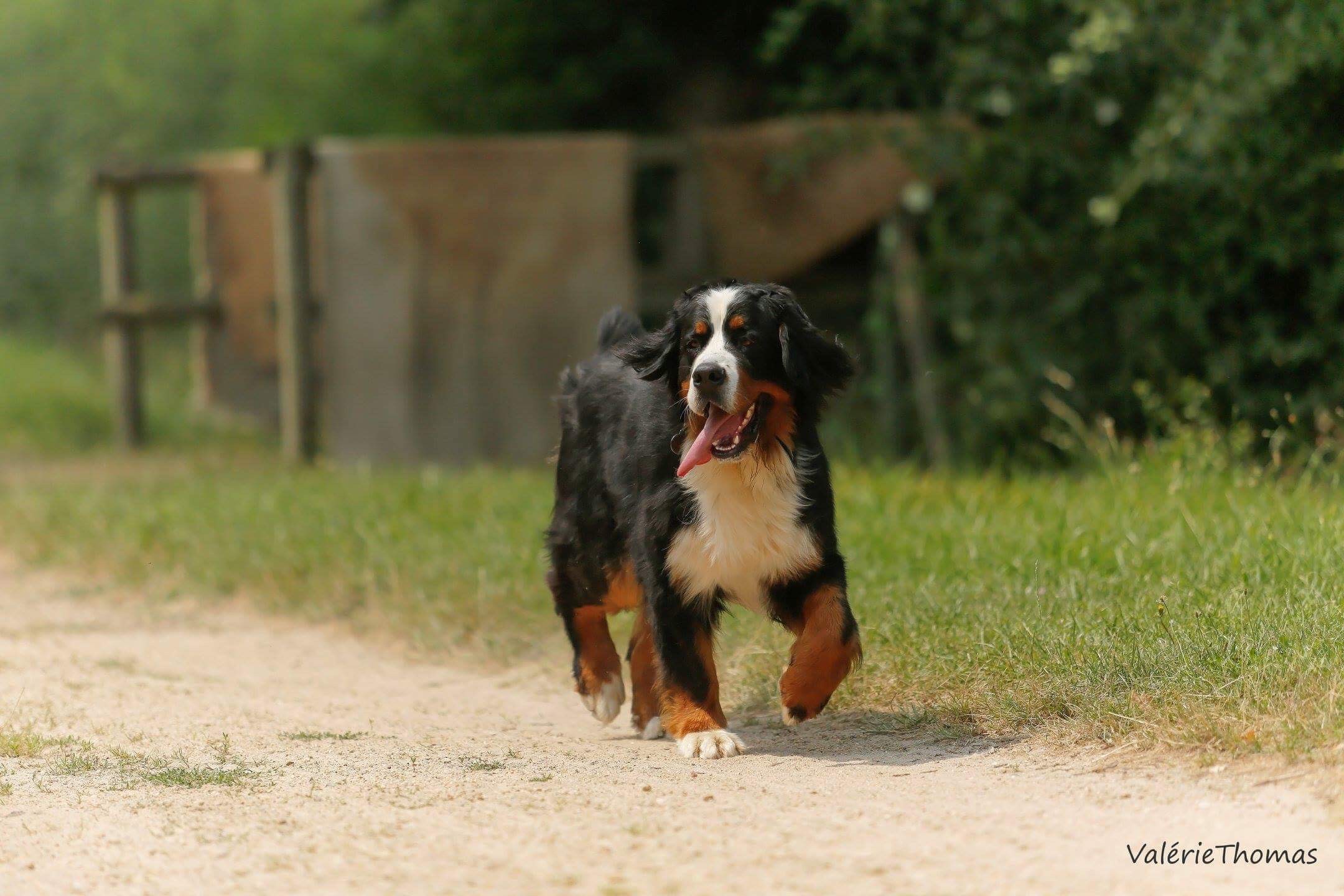 Maya Du Haras Du Bois Planté