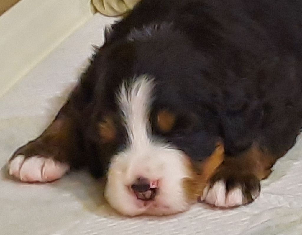 Chiot Bouvier Bernois Du Haras Du Bois Planté